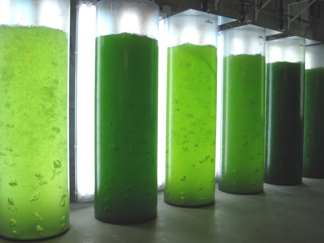 Microbiotests Algae culturing