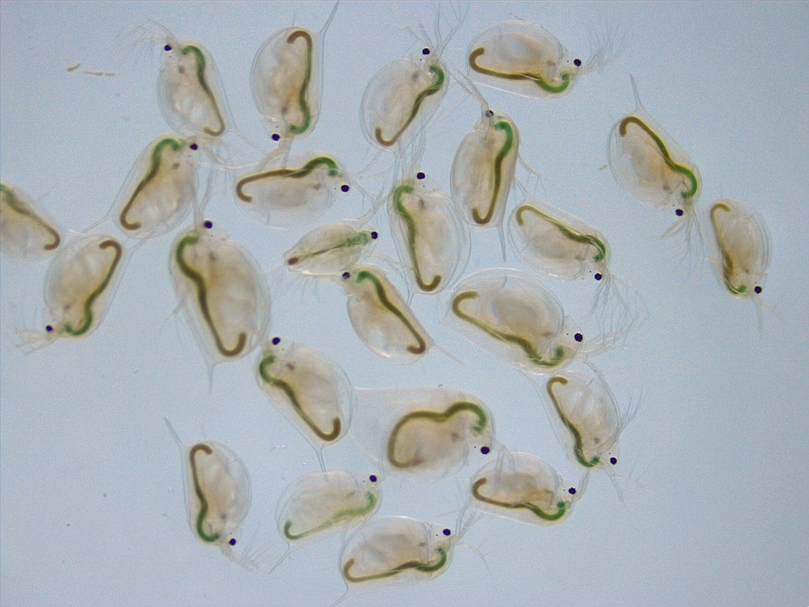 daphnia toxicity test_OECD 202_IS0 6341