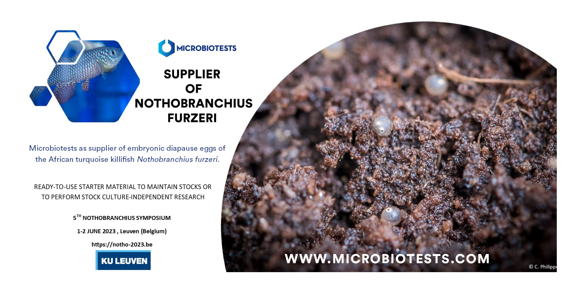 Microbiotests 5th Nothobranchius furzeri Symposium Leuven 2023